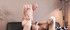 Small tits hungarian young tiny teen fucked